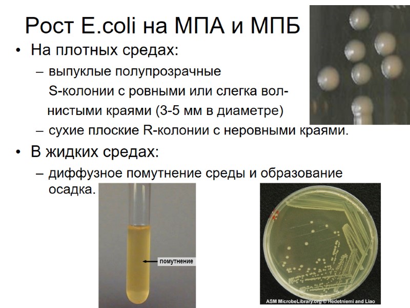 Рост E.coli на МПА и МПБ На плотных средах:  выпуклые полупрозрачные  